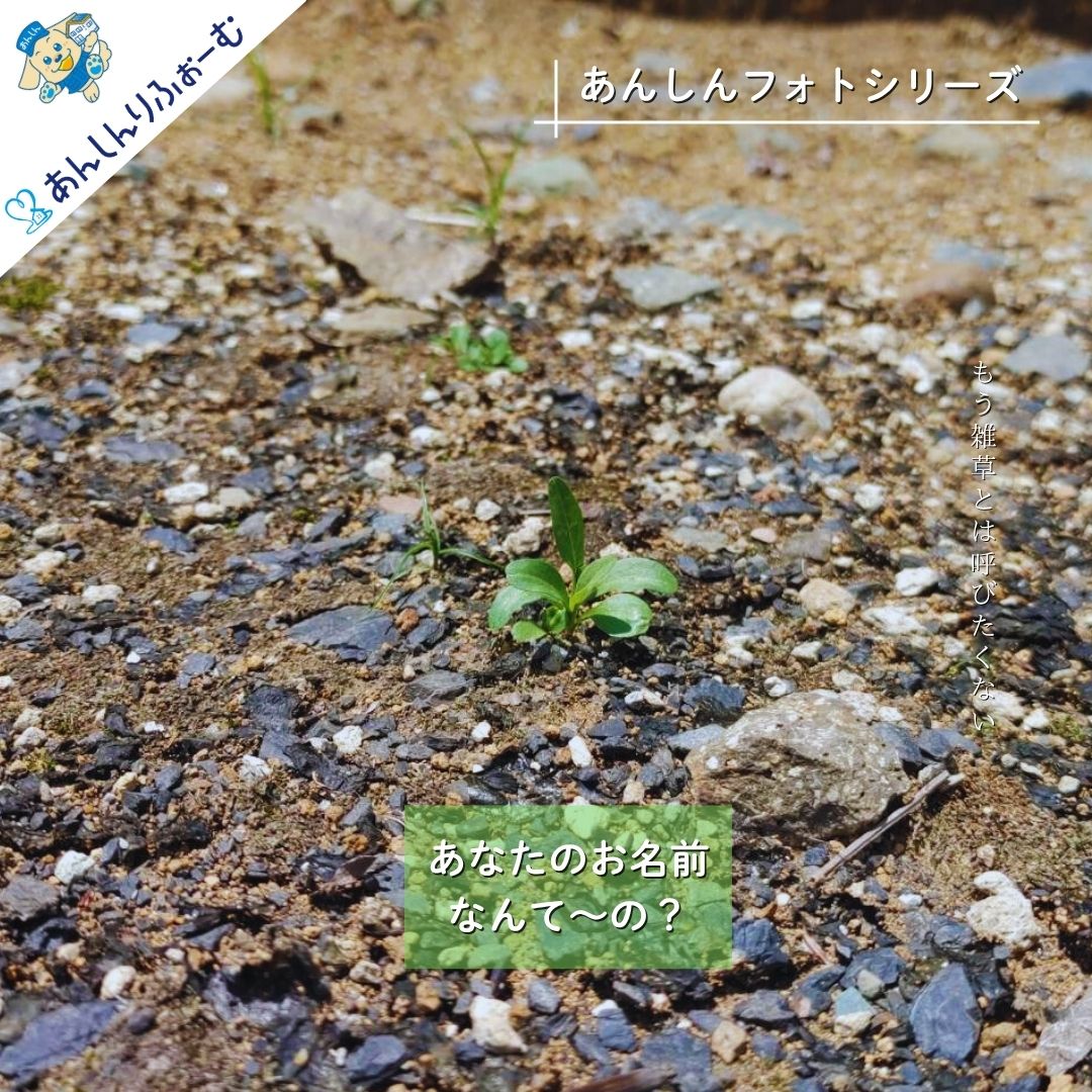 あなたのお名前なんて～の？　野草シリーズ