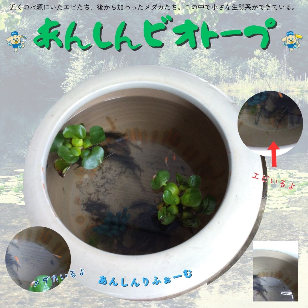 ビオトープ、はじめました。その名も「あんしんビオトープ」
