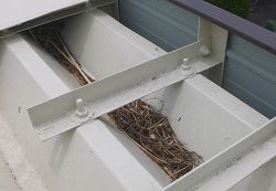 【藤枝市】折半屋根に鳥の巣発見（アフター点検）
