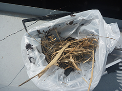 アフター点検で発見した鳥の巣らしきゴミを除去しました