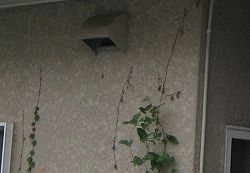 家の周りの植物と外壁について