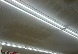 店舗の天井に生えているカビの除去